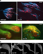 A multi-panel image shows a comparison of wild-type and mutant male reproductive structures in Drosophila, highlighting differences in actin and tubulin staining and seminal vesicle contents.