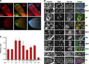 A multi-panel image showing the localization of Teo-HA in Drosophila testes during spermatogenesis.