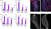 A multi-panel image shows the effects of CycA and CycB downregulation on teo mutant male fertility.