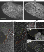 Microscopy images of testes stained for CycA and DNA in wild type and teoM11 mutants.