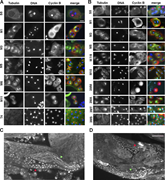 A multi-panel image of spermatocytes and spermatids stained for tubulin, cyclin B, and DNA.