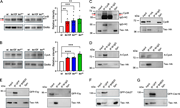 A multi-panel image shows multiple graphs and blots that depict protein interactions and levels in mutant and wild-type testes.