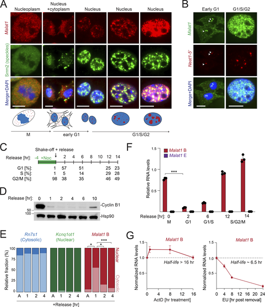 A multi-panel image showing Malat1 RNA localization and degradation in cell cycle stages.
