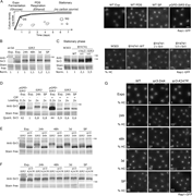A multi-panel image showing growth curves, western blots, and fluorescent images related to the study of Sir3 protein levels and modifications in yeast cells.