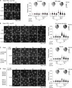 A multi-panel image depicts telomere-associated protein Rap1 tagged with GFP in various conditions.
