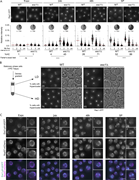 A multi-panel image showing telomere clustering in different cell strains and conditions.