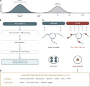 Diagram of yeast meiosis and UPR activation.
