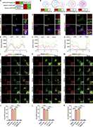 A multi-panel image showing diagrams, graphs, and microscopy images related to Golgi apparatus targeting sequences and their effects on cells.