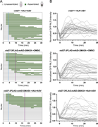 A multi-panel image depicts nuclear assembly timing and GFP intensity in daughter nuclei.