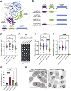 A multi-panel image depicts the structure and function of Vid27 and its domains.