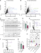 A multi-panel image depicts interactions and effects of Vid27 and Alx1 on nuclear assembly and growth.