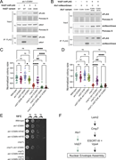A multi-panel image depicts interactions and growth effects of Alx1 and Vid27 variants.