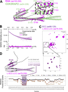A multi-panel image depicts the structure and analysis of Cnn and CDK5RAP2 proteins.