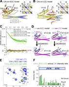A multi-panel image showing two models of CAI association with SCC and LCC, SAXS profile intensity plots, spectral overlays, and interaction mapping.