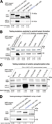 Western blots showing interactions between MBP-tagged constructs and -tubulin in Drosophila embryo extracts.