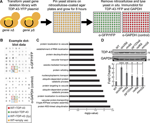 A dot-blot genetic screen in yeast identifies genes regulating TDP-43 steady-state levels. (A) Schematic representation of the dot-blot genetic screen. (B) Example dot-blot with control strains and placement indicated. (C) Gene ontology terms of biological functions significantly enriched within the hits from the dot-blot genetic screen. (D) Indicated strains were transformed with TDP-43-mRuby2 plasmid (pRB194) and grown to mid-logarithmic growth phase, and TDP-43-mRuby2 was detected by western blot using anti–TDP-43 antibody. TDP-43 levels were normalized to GAPDH loading control. *, P < 0.05; **, P < 0.01; ***, P < 0.001 by one-way analysis of variance with Tukey’s post hoc test; N = 3. Error bars indicate standard error of the mean. Source data are available for this figure: SourceData F1.