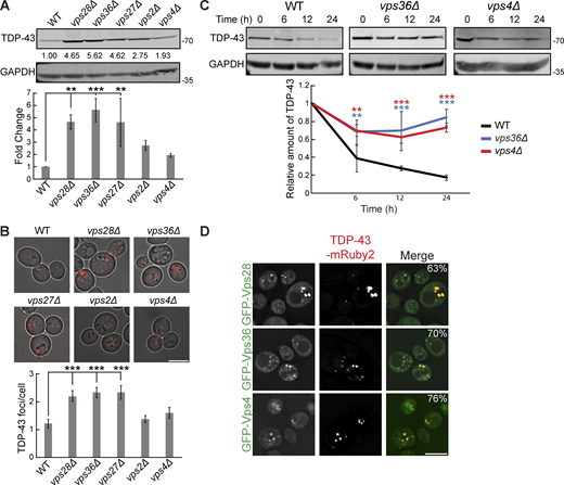 TDP-43 clearance and aggregation depend on ESCRT function. (A) Indicated strains were transformed with TDP-43-mRuby2 plasmid (pRB194) and grown to mid-logarithmic growth phase, and TDP-43-mRuby2 was detected by western blot using anti–TDP-43 antibody. TDP-43 levels were normalized to GAPDH loading control. **, P < 0.01; ***, P < 0.001 by one-way analysis of variance with Tukey’s post hoc test; N = 3. (B) Indicated strains were transformed with TDP-43-mRuby2 plasmid and imaged in mid-logarithmic growth phase with foci/cell quantification below. ***, P < 0.001 by one-way analysis of variance with Tukey’s post hoc test; N = 3. Scale bar, 5 µm. (C) Indicated strains were transformed with TDP-43-mRuby2 plasmid and grown to mid-logarithmic growth phase before being treated with 0.2 mg/ml cycloheximide for 0, 6, 12, and 24 h. TDP-43-mRuby2 levels were detected by western blot using anti–TDP-43 antibody and normalized to GAPDH loading control. **, P < 0.01; ***, P < 0.001 by two-way analysis of variance with Tukey’s post hoc test; N = 3. (D) Strains endogenously expressing GFP-Vps28, GFP-Vps36, and GFP-Vps4 were transformed with a TDP-43-mRuby2 plasmid and imaged at mid-log phase growth. Percentage values indicate colocalization frequency of TDP-43-mRuby2 foci with GFP foci. N = 3; scale bar, 5 µm. Error bars in all graphical panels represent standard error of the mean. Source data are available for this figure: SourceData F2. Refer to the image caption for details.
