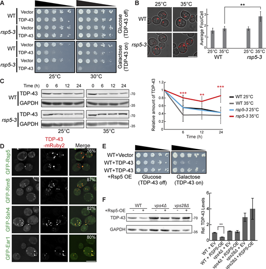 TDP-43 toxicity, aggregation, and toxicity depend on the E3 ubiquitin ligase Rsp5. (A) Representative serial dilution growth assay of WT and rsp5-3 strains transformed with the empty vector (pRB43) or untagged TDP-43 plasmid (pRB232) grown at 25°C or 30°C as indicated. N = 3. (B) WT and rsp5-3 strains were transformed with TDP-43-mRuby2 plasmid and grown to mid-logarithmic growth phase at 25°C, and samples were imaged. Cultures were then incubated at 35°C for 16 h and imaged again. **, P < 0.01 by one way analysis of variance with Tukey’s post hoc test; N = 3. Scale bar, 5 µm. (C) WT and rsp5-3 strains were transformed with TDP-43-mRuby2 plasmid and grown to mid-logarithmic growth phase at 25°C before being treated with 0.2 mg/ml cycloheximide for 0, 6, 12, and 24 h. At time 0, cultures were either shifted to 35°C or kept at 25°C for the remainder of the time course. TDP-43-mRuby2 levels were detected by western blot using anti–TDP-43 antibody and normalized to GAPDH loading control. **, P < 0.01; ***, P < 0.001 by one-way analysis of variance with Tukey’s post hoc test; N = 3. (D) Strains endogenously expressing GFP-Rsp5, GFP-Rim8, GFP-Ssh4, and GFP-Ear1 were transformed with a TDP-43-mRuby2 plasmid (pRB194) and imaged at mid-log phase growth. Percentage values indicate colocalization frequency of TDP-43-mRuby2 foci with GFP foci. N = 3; scale bar, 5 µm. (E and F) Representative serial dilution growth assay of WT strain transformed with an empty vector control (pRB43) or untagged TDP-43 plasmid (pRB232) and with the empty vector control (pRB511) or Rsp5 overexpression plasmid (pRB476). N = 3 (F) WT, vps4Δ, and vps28Δ strains were transformed with TDP-43-YFP (pRB109) and also transformed with Rsp5 overexpression (pRB476) or empty vector control plasmid (pRB511) and grown to mid-logarithmic growth phase. TDP-43-YFP (pRB109) was detected by western blot using anti–TDP-43 antibody. TDP-43 levels were normalized to GAPDH loading control. **, P < 0.01 by Welch’s two-tailed T test; N = 3. Error bars in all graphical panels represent standard error of the mean. Source data are available for this figure: SourceData F3.