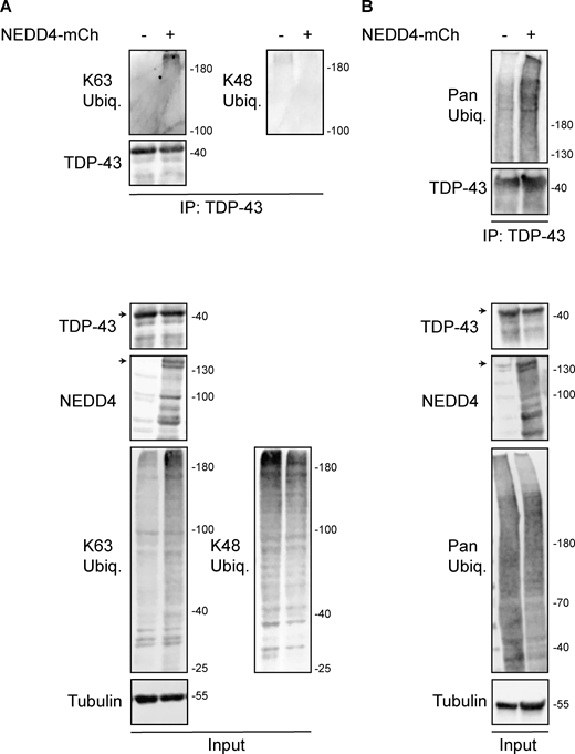 HEK293A cells were transfected with HA-ubiquitin (pRB506) or both HA-Ub and NEDD4-mCherry (pRB334) and grown for 2 days before TDP-43 was immunoprecipitated. (A) Representative biological replicate of K63 and K48 Ub signal, NEDD4, TDP-43, and α-tubulin from a single biological replicate; run on a 7% SDS-PAGE gel. (B) As in A, except Pan-Ub signal is shown in place of K63 and K48 on a gradient gel. Arrowheads indicate full-length species of TDP-43 and NEDD4-mCherry, with presumed degradation products/protein isoforms shown below. Trends shown were reproduced across five biological replicates. Source data are available for this figure: SourceData FS2.
