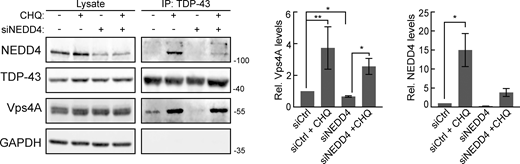Endogenous TDP-43 and VPS4A interact. TDP-43 was immunoprecipitated in HEK293A cells in the presence or absence of CHQ treatment and/or NEDD4 knockdown, and interactions with VPS4A and NEDD4 were probed. Quantification on the right indicates VPS4A and NEDD4 pulldown under different conditions. *, P < 0.05; **, P < 0.01 by Welch’s two-tailed T test. Error bars represent standard error of the mean. Source data are available for this figure: SourceData FS3. Refer to the image caption for details.