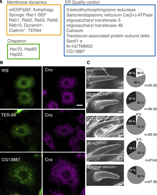 Gox/Osi23-interacting proteins involved in nanopore formation. (A) Mass spectrometric identification of Gox-associated proteins in S2 cells expressing Gox–Flag. An asterisk (*) indicates proteins identified from cells co-expressing Gox–Flag and Myc-Ref(2)P. The complete list of identified proteins is found in Supplementary Table S2. (B) ER localization of Gox-interacting proteins Spg, TER-94, and CG13887. Image of TER-94 was processed by image deconvolution. (C) RNAi phenotypes of Gox-interacting proteins/genes. Left: SEM image of olf bristles showing strong loss of nanopore phenotype. Right: percentage of olf bristles classified as normal (Light gray), partial (gray), and strong (black) class of nanopore loss phenotype. n indicates the number of scored bristles. No formal statistical test was applied because the data represent categorical frequency counts. Scale bars: 10 µm (B) and 1 µm (C).