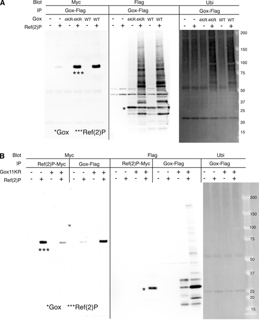 Analysis of Gox ubiquitination. (A) Gox4KR mutant and GoxWT were both bound to Ref(2)P and present as high molecular weight ubiquitinated forms (panel IP: Ref(2)P-Myc, blot: Flag). (B) Property of Gox11KR mutant. Ref(2)P associated with Gox11KR and increased its amount (compare Ref(2)P bands with and without Gox–Flag, panel IP: Gox–Flag, blot: Flag). But caused no change in ubiquitination (panel IP: Gox–Flag, blot: Ubi). The Gox11KR phenotype was identical to that of Gox8KR. The bands of native Gox and Ref(2)P are indicated by asterisks (*, ***). Source data are available for this figure: SourceData FS4.