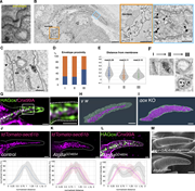 ER-localized Gox/Osi23 controls ER-phagy. (A–C) TEM of the olf hair cell at 44 h APF. (A) An enlarged view of the curved cuticular envelop and the underlying plasma membrane. The lowest point of the curved envelope is often associated with PMI. (B) Localization of APEX2-Gox protein in tubular ER. Left: low-magnification view (composite of two images). Right: enlarged view of the perinuclear (orange) and the shaft region (blue). Dotted lines outline plasma membrane of the olf hair cell. (C) Three types of Gox-containing organelles. I, ER. II, electron-dense vesicle (arrowhead in B). IIIa, IIIb, electron-lucent structures. IIIa is a multi-membrane structure. (D) Proximity of Gox+ structures to the high (orange) or low (blue) point of the envelope. (E) Distance from the membrane of the three types of Gox vesicles. Median distance is shown above each plot. (F) Presumed order of Gox-vesicle conversion. (G) Localization of Gox and ER marker Cnx. (H and I) Distribution of ER (magenta) in control (y w) and gox mutant. Segmented view of FIB-SEM stacks. (J and K) ER distribution in control and ATG8a RNAi. (L) Reduction of subcortical Gox localization in ATG8a RNAi. Graphs below show averaged line scan intensities of ER or Gox along the cross section of each hair (control: gray; mutant: magenta, 5–7 hairs for each genotype). (M) Adult olf bristle of neur > ATG8a RNAi lacking nanopores (top) and control (UAS-ATG8a RNAi only, bottom). For panel E, a total of 196 Gox-positive vesicles (type I = 72, type II = 94, and type III = 30) were classified by morphology and distance from the plasma membrane. The high- and low-PM curvature points were manually identified. No formal statistical test was applied because the data represent categorical frequency counts. For panels J–L, line intensity profiles of ER and HA–Gox signals were obtained from 5–7 individual hairs per genotype, normalized, and averaged using custom Python scripts. No formal statistical test was applied; error shading represents mean ± SD. Bar: 100 nm (A), 2 µm (B), 500 nm (enlarged in B), 200 nm (C), and 1 µm (G–M).