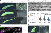 Plasma membrane landscape of the olf hair cell. (A) Plasma membrane structures of the olf and spinule obtained by FIB-SEM. Outer view (left) and inner view (right). (B) Longitudinal TEM views of the plasma membrane and envelope at 44, 50, and 52 h APF. (C) Envelope lengths were measured between adjacent low points in TEM images. Data points represent individual envelope fragments from n = 1–3 biological replicates per time point. A total of 95–183 fragments (5–9 TEM sections per condition) were analyzed. Data are shown as mean ± SD, and statistical significance between y w and gox KO was determined by the Mann–Whitney U test (two-sided). *: P < 0.05. n.s., not significant. (D) Quantification of envelope curvature (µm-1). Median point curvature per fragment was plotted in violin plots (n = 1–3 biological replicates). Statistical comparison used the Mann–Whitney U test (two-sided). (E) ER and Gox distributions in atl RNAi. (F) FIB-SEM plasma membrane views of atl RNAi hair cell #1. Bar: 1 μm (A, E, and F), 200 nm (B and E enlarged), and 200 nm (A and F inner side, approx.).