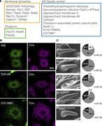 Gox/Osi23-interacting proteins involved in nanopore formation. (A) Mass spectrometric identification of Gox-associated proteins in S2 cells expressing Gox–Flag. An asterisk (*) indicates proteins identified from cells co-expressing Gox–Flag and Myc-Ref(2)P. The complete list of identified proteins is found in Supplementary Table S2. (B) ER localization of Gox-interacting proteins Spg, TER-94, and CG13887. Image of TER-94 was processed by image deconvolution. (C) RNAi phenotypes of Gox-interacting proteins/genes. Left: SEM image of olf bristles showing strong loss of nanopore phenotype. Right: percentage of olf bristles classified as normal (Light gray), partial (gray), and strong (black) class of nanopore loss phenotype. n indicates the number of scored bristles. No formal statistical test was applied because the data represent categorical frequency counts. Scale bars: 10 µm (B) and 1 µm (C).