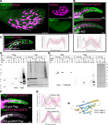 The role of Ref(2)P in Gox localization and ubiquitination. (A) Ref(2)P is specifically enriched in the shaft region of olf hair cells, which is labeled by HA–Gox. Maxillary palp 42 h APF. (B) Subcortical localization of Ref(2) in control and gox mutant olf hair cells, and their quantification. Line intensity profiles were obtained from 5–7 individual hairs per genotype using the PlotProfile function in Fiji and averaged after normalization with custom Python scripts. Gray line: Ref(2)P distribution in control; magenta line: Ref(2)P in gox KO. Error shading represents mean ± SD. (C) Subcortical Gox localization was lost in Ref(2)P RNAi. Right graph: quantification. Right panel: quantification of fluorescence intensity profiles. Gray line: HA–Gox in control; magenta line: HA–Gox in Ref(2)P knockdown cells. No formal statistical test was applied because the plots represent averaged fluorescence intensity distributions (D) Interaction of Gox2 with Ref(2)P and ubiquitination in S2 cells. Gox–Flag and Ref(2)P-Myc were co-expressed and immunoprecipitated with the tag antibodies. Immunoprecipitate of Ref(2)P containing a low molecular weight form of Gox (*, lane 4). The increased amount of high molecular weight forms of Gox was induced by Ref(2)P (compare lane 7 and 8). Note that cross-reactivity of HRP-conjugated antibodies to the IgG (marked with **) used for immunoprecipitation. (E) Properties of Gox8KR. Gox8KR (*) and Ref(2)P (**) were co-immunoprecipitated with each other (lane 8 and 12). *** indicates the band of Ref(2). Although Ref(2) caused a slight increase in Gox amount and molecular mass (lane 16), no specific increase in ubiquitination level was observed (lane 20). (F) WT gox and gox8KR were expressed by neur-Gal4. (G) Line intensity profiles showing the distribution of Flag (pink) and ER marker tdTomato–Sec61b (gray) in olf hair cells expressing UAS–Gox–Flag (top) or UAS–Gox8KR–Flag (bottom). Profiles were obtained and averaged as in B and C. No formal statistical test was applied; error shading represents mean ± SD. (H) AlphaFold 2 model of Gox/Osi23 (pLFFT score 68.12), and the location of the two mapped ubiquitinated lysine (K101 and K131) identified by the LC-MS/MS. Alpha helices are labeled (H1–H6). Molecular weight markers (kDa) are indicated for all blots, and uncropped images are provided in SourceData FS4.pdf.