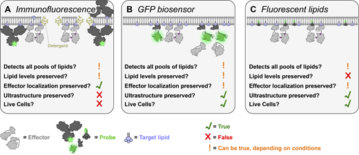sho c. takatori lipid membrane 2019 The cell biologist's guide to detecting and modulating membrane phospholipids | Journal of Cell Biology