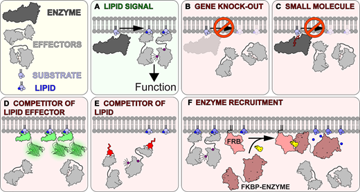 sho c. takatori lipid membrane 2019 The cell biologist's guide to detecting and modulating membrane phospholipids | Journal of Cell Biology