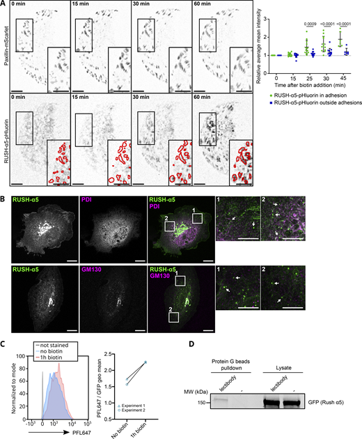 RUSH-α5 delivery and localization following release. (A) RUSH-α5-pHluorin released in U2OS co-expressing Paxillin-mScarlet on FN- and anti-GFP antibody-coated surfaces. The intensity of RUSH-α5-pHluorin signal was quantified in and outside adhesions (paxillin positive, represented in the insets). Data are mean ± SD, N = 12 cells (N = 6 cells from 1 experiment for T = 45 min), pooled from 2 independent experiments. Ordinary one-way Anova with Holm-Šídák’s multiple comparisons test; data distribution was assumed to be normal but this was not formally tested. Scale bars: 10 µm (main and insets). (B) High resolution imaging of RUSH-α5 after 15 min of release in U2OS. PDI (ER marker) or GM130 (Golgi marker) are co-stained. Arrows in the insets indicate RUSH-α5 positive vesicles. Scale bar: 10 µm (main), 5 µm (insets). (C and D) High-mannose integrin-α5 is delivered to the cell surface. (C) Flow cytometry analysis of high-mannose proteins at the cell surface detected with the fluorescent lectin PFL647 in U2OS cells expressing RUSH-α5, without release and 1 h after release. The left panel shows histograms of one experiment, the right panel shows the geometric fluorescence mean of the PFL647 signal for individual experiments (N = 2 independent experiments). (D) U2OS expressing RUSH-α5 were labeled at their surface after 1 h release with a lectibody specifically recognizing high-mannose proteins. The lectibody was then pulled down by protein G beads. This Western blot shows GFP detection in the pull-down, indicating the presence of high-mannose RUSH-α5 at the cell surface after release. Representative of N = 3 independent experiments. Source data are available for this figure: SourceData FS3.