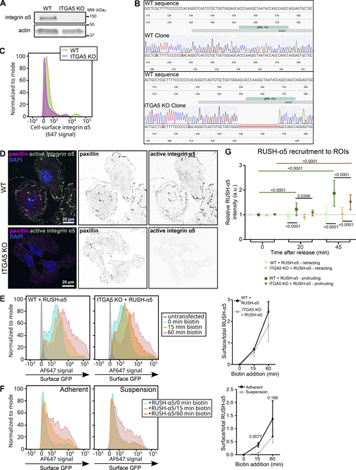 Early release of RUSH-α5 is adhesion dependent and polarized recruitment to protrusions is supported by endogenous integrin α5. (A–D) Validation of ITGA5 CRISPR-Cas9 KO U2OS cells. (A) Western blot analysis of WT and ITGA5 KO single cell clones showing the efficiency of the CRISPR-Cas9 ITGA5 KO in U2OS cells. (B) Genome sequence alignment of U2OS WT and ITGA5 KO clones with the ITGA5 WT sequence. The targeted exon and the gRNA used for CRISPR KO positions are indicated. (C) Representative flow cytometry analysis of cell surface integrin α5 in U2OS WT and ITGA5 KO clones. (D) Images of WT and ITGA5 KO U2OS clones stained for active integrin α5 (SNAKA51) and paxillin. Scale bar: 20 µm. (E) Flow cytometry analysis of cell surface RUSH-α5 levels (detected with the anti-GFP-AF647 antibody) in WT and ITGA5 KO U2OS cells transfected with RUSH-α5 ± biotin treatment for the indicated times. Representative histograms and quantification of cell surface GFP (ratio of the geometric means of the surface signal divided by the total GFP signal, normalized by subtracting the 0 min value) are shown. Data are mean ± SD; N = 3 independent experiments. The two-tailed paired t test showed no significant differences between WT and ITGA5 KO. Data distribution was assumed to be normal but this was not formally tested. (F) Flow cytometry analysis of cell surface RUSH-α5 levels in adherent versus suspension U2OS cells expressing RUSH-α5 ± biotin treatment for the indicated times. Representative histograms and quantification of cell surface GFP analyzed as in E are shown. Data are mean ± SD; N = 3 independent experiments. The two-tailed paired t test, data distribution was assumed to be normal but this was not formally tested. (G) Quantifications of RUSH-α5 intensity in ROIs (retracting or protruding areas) in WT and ITGA5 KO U2OS cells ± biotin treatment for the indicated times. One-way ANOVA, Holm-Šídák’s multiple comparison test, data distribution was assumed to be normal but this was not formally tested. Data are mean ± SD; N = 59 WT cells, 53 ITGA5 KO cells, pooled from three independent experiments. Source data are available for this figure: SourceData FS4.