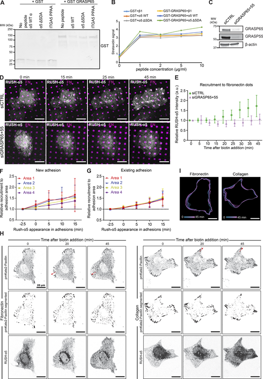 Early release of RUSH-α5 is sensitive to GRASP silencing. (A) Immunoblot of GST pull-downs of recombinant integrin α5 WT or mutant (ΔSDA or PPAA) peptides incubated with GST alone or recombinant GST-GRASP65. No enrichment of GST-GRASP65 signal over background (no peptide beads) is detected with integrin α5 WT peptide, indicating that the integrin α5 peptides do not interact with recombinant purified GST-GRASP65. (B) ELISA assay detecting biotinylated recombinant integrin α5 WT or ΔSDA or PPAA mutant with HRP-streptavidin incubated on wells coated with GST alone or GST-GRASP65. No direct interaction between GRASP65 and integrin α5 WT peptide was detected. (C) Immunoblot of lysates collected from control-silenced or GRASP65 and GRASP55-silenced U2OS cells used in D, E, probed for GRASP65 and GRASP55. β-actin was probed as a loading control. (D) Representative immunofluorescence images of control-silenced or GRASP65 and GRASP55-silenced U2OS cells expressing RUSH-α5 and plated on dual-coated micropatterns (magenta dots, FN; non-fluorescent regions, collagen peptide GFOGER). (E) Relative recruitment of RUSH-α5 in control- or GRASP65- and GRASP55-silenced U2OS cells to FN dots within the cell boundary. Data are mean ± SD; n = 9 siCTRL cells, 11 siGRASP cells (36 and 44 dots, respectively) from one experiment. (F and G) Quantification of RUSH-α5 intensity in the four areas relative to signal intensity in the respective area 2.5 min prior to RUSH-α5 appearance in (F) new adhesions or (G) already existing adhesions (determined from the time-lapse images) on FN- and anti-GFP antibody-coated surfaces. Adhesions close to the cell edge and with a minimum lifetime of 15 min were analyzed and changes of RUSH-α5 intensity were plotted over time in the indicated areas ranging from distal to proximal to the cell body. Data are mean ± SD; One independent experiment 9 adhesions from 6 cells on 2 coverslips (F) and one independent experiment 9 adhesions from 5 cells on 2 coverslips (G). (H and I) Representative images (H) and (I) track maps related to Fig. 6 I. Red arrows indicate direction of adhesion growth. Scale bars: 20 µm. Source data are available for this figure: SourceData FS5.