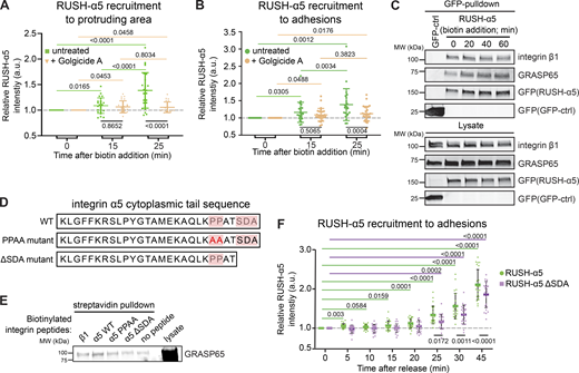Golgi bypass early delivery of RUSH-α5 requires the integrin-α5 PDZ-binding motif. (A and B) Quantification of relative RUSH-α5 recruitment to protruding areas (A) or adhesions (B) in U2OS cells expressing RUSH-α5 ± biotin treatment for the indicated times with or without Golgicide A (10 µM). (C) Representative immunoblot of GFP pulldowns from RUSH-α5 or GFP control transfected cells plated on FN and probed for GFP and endogenous GRASP65. N = 3 independent experiments. (D) Amino acid sequence of the integrin α5 tail highlighting the canonical PDZ-binding motif (SDA) and the two proline residues critical for the formation of the non-canonical PDZ-binding motif. The mutations of these sites used in our experiments are indicated below. (E) Representative streptavidin pulldowns of the indicated biotinylated recombinant integrin peptides incubated with cell lysates collected from CHO cells overexpressing GFP-GRASP65. A representative immunoblot probed for GRASP65 (note, two bands are present in the lysate: upper, GFP-GRASP65; lower, endogenous GRASP65; GFP-GRASP65 is apparent in the pulldown). N = 3 independent experiments. (F) Quantification of RUSH-α5 or RUSH-α5 ΔSDA recruitment to adhesions in U2OS cells ± biotin treatment for the indicated times. All data are mean ± SD. (A and B) One-way ANOVA with Tukey’s multiple comparison test for comparing time points, one-way ANOVA with Holm-Šídák’s multiple comparisons test for comparing untreated and Golgicide A, data distribution was assumed to be normal but this was not formally tested. (A)N = 26 cells RUSH-α5, N = 22 cells RUSH-α5 Golgicide A, pooled from three independent experiments. (B)N = 24 cells RUSH-α5, N = 27 cells RUSH-α5 Golgicide A, pooled from three independent experiments. (F) One sample t test to compare time points with T = 0, ordinary one-way ANOVA with Holm-Šídák’s multiple comparisons test to compare RUSH-α5 and RUSH-α5 ΔSDA, data distribution was assumed to be normal but this was not formally tested. N = 23 cells RUSH-α5, N = 23 cells RUSH-α5 ΔSDA, pooled from two independent experiments. Source data are available for this figure: SourceData F5.