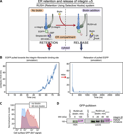The RUSH system applied to integrin α5. (A) Principles of the RUSH-α5 integrin. In all experiments, SBP-EGFP-ITGA5 (RUSH-α5) is co-expressed with streptavidin-KDEL (ER-hook). In the absence of biotin, this combined complex is retained within the ER. Biotin addition displaces the ER-hook and releases RUSH-α5 into the cytoplasm. (B) The number of contacts between EGFP and FN during simulations of the coarse-grained model. Left: simulation of EGFP being pulled towards the FN-binding site, starting when the C-terminus of the EGFP and the N-terminus of the integrin α5 are <1 nm apart, the linker included, leading to the formation of contacts (Video 2 A). Right: simulation of a fully stretched EGFP, initially in close proximity to the FN-binding site, that is allowed to relax without a biasing force resulting in a spontaneous and rapid loss of contacts (<100 ns; Video 2 B). The pulling process spanned 8 nm and 80 ns. The relaxation spanned 3200 ns. Contacts were calculated between EGFP and FN with a cutoff of 0.6 nm. (C and D) RUSH-α5 is expressed on the cell surface and forms a functional heterodimer with integrin β1. (C) Representative flow cytometry analysis of cell surface RUSH-α5 levels (detected with the anti-GFP-AF647 antibody) in RUSH-α5–expressing U2OS cells ± biotin. (D) Representative immunoblots of GFP pulldowns performed in RUSH-α5 or control transfected cells ± biotin treatment for the indicated times and probed for endogenous integrin β1. The faster migrating band of immature integrin β1 is indicated by a green arrow and box and the slower migrating band of mature integrin β1 with a magenta arrow and box. Source data are available for this figure: SourceData FS1. Refer to the image caption for details.