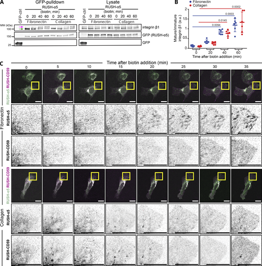 RUSH-α5 recruitment to adhesions is ligand-dependent. (A) Representative immunoblot of GFP pulldowns performed in RUSH-α5 or control transfected cells plated on FN or collagen and probed for endogenous integrin β1 and for GFP. Mature (magenta arrow) and immature (green arrow) integrin β1 are indicated. (B) Quantification of the relative fraction of mature to immature integrin β1 interacting with RUSH-α5 ± biotin treatment for the indicated times. N = 6 independent experiments; data are mean ± SD, One-way ANOVA, Dunn’s multiple comparison test, no significant difference between FN and collagen at all time points. (C) Representative images (see Video 5) of U2OS cells co-expressing RUSH-α5 and RUSH-CD59 and plated on FN (top) or collagen (bottom) ± biotin treatment for the indicated times. Insets represent ROIs that are magnified. Scale bars: 20 µm. Source data are available for this figure: SourceData FS2. Refer to the image caption for details.