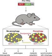 A Tandem Red-Green reporter linked to a targeting signal for the peroxisomal lumen (PO-TRG) has been expressed in mice. Material that has been delivered to lysosomes via selective autophagy shows as red punctae and provides an index of pexophagy. This opens the way for physiological studies of pexophagy in a mammalian system for the first time.