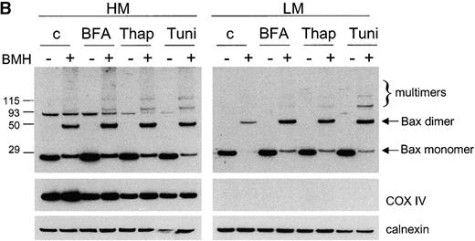 ER stress induces Bax and Bak conformational changes and oligomerization at the ER. (A) ER stresses induce the conformational changes of Bax and Bak. HeLa, MCF7, and 293T cells were treated with thapsigargin (Thap; 2 µM) or tunicamycin (Tuni; 5 µg/ml) for 36 h. Cells were fixed in 0.25% paraformaldehyde in PBS for 5 min. Cells were incubated with a control antibody (mouse IgG1) and conformation-sensitive antibodies against Bax or Bak, followed by incubation with FITC-conjugated secondary antibody. (B) ER stress induces Bax oligomerization at the ER. Wild-type MEFs were treated with brefeldin A (BFA; 10 µg/ml), Thap (2 µM), or Tuni (10 µg/ml) for 24 h. Cells were resuspended in hypotonic buffer A and disrupted. 5 mM BMH cross-linking reagent was added to cross-link the oligomerized proteins. Cells were subjected to subcellular fractionation to obtain the HM and LM fractions. 20 µg of total protein was separated on a 4–12% gradient NuPAGE gel. A polyclonal anti-Bax antibody was used to detect Bax. COX IV and calnexin are shown as indicators of the purity of the fractionation and as loading controls.