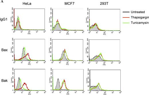ER stress induces Bax and Bak conformational changes and oligomerization at the ER. (A) ER stresses induce the conformational changes of Bax and Bak. HeLa, MCF7, and 293T cells were treated with thapsigargin (Thap; 2 µM) or tunicamycin (Tuni; 5 µg/ml) for 36 h. Cells were fixed in 0.25% paraformaldehyde in PBS for 5 min. Cells were incubated with a control antibody (mouse IgG1) and conformation-sensitive antibodies against Bax or Bak, followed by incubation with FITC-conjugated secondary antibody. (B) ER stress induces Bax oligomerization at the ER. Wild-type MEFs were treated with brefeldin A (BFA; 10 µg/ml), Thap (2 µM), or Tuni (10 µg/ml) for 24 h. Cells were resuspended in hypotonic buffer A and disrupted. 5 mM BMH cross-linking reagent was added to cross-link the oligomerized proteins. Cells were subjected to subcellular fractionation to obtain the HM and LM fractions. 20 µg of total protein was separated on a 4–12% gradient NuPAGE gel. A polyclonal anti-Bax antibody was used to detect Bax. COX IV and calnexin are shown as indicators of the purity of the fractionation and as loading controls. Refer to the image caption for details.
