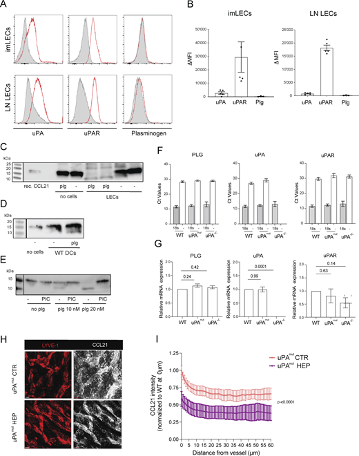 Expression of components of the plasmin activation pathway and CCL21 cleavage activity of cultured cells. (A and B) Flow cytometry–based analysis of uPA, uPAR, and plasminogen expression in conditionally immortalized LECs and primary LN LECs. (A) Representative histogram plots and corresponding (B) summary of the delta mean fluorescent intensity (ΔMFI; specific-isotype staining) values measured in 4–5 different experiments. (C) CCL21 cleavage assay performed in presence or absence of LECs and plasminogen (plg), revealing the dependence of CCL21 cleavage on both factors (i.e., LECs and plg). One representative out of two similar experiments is shown. (D and E) CCL21 cleavage assay performed with (D) bone marrow–derived DCs and (E) primary keratinocytes, revealing their ability to cleave CCL21 in presence of plg. One representative out of two similar experiments is shown in D and E. (F) qRT-PCR–based analysis of mRNA from LN LECs isolated from WT, uPAmut, and uPA−/− mice. (G) Absolute CT values and (H) relative expression levels. Data from four LN LEC isolations are shown. One-way ANOVA. (H and I) Impact of heparitinase treatment on the CCL21 gradient in uPAmut mice. (H) Representative images showing LYVE-1 and the immobilized perilymphatic CCL21 gradient in the steady-state ear skin of uPAmut mice upon in vitro treatment with heparitinase (HEP) or in untreated CTRs. Scale bar: 50 μm. (I) Quantification of the CCL21 staining intensity as a function of the distance from the nearest LYVE-1+ LV. n = 3 mice per condition, two-way ANOVA. Source data are available for this figure: SourceData FS3.