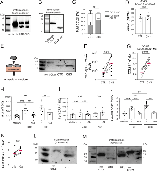 A soluble proteoform of CCL21 (CCL21-ΔC) with chemotactic activity is present in murine skin and increased in CHS-inflamed skin. (A) Representative western blot of CCL21 performed on steady-state (CTR) and CHS-inflamed (CHS) murine ear skin protein extracts. Recombinant CCL21 was loaded as a CTR. (B) Western blot analysis of recombinant human full-length CCL21 and CCL21-ΔC protein. One out of two experiments is shown. (C) Quantification of the full-length CCL21 (gray) and CCL21-ΔC (white) relative band percentages. Pooled data from n = 4 independent biological replicates. (D) ELISA-based quantification of total CCL21 in tissue protein extracts, performed with antibody clone AF457, which detects full-length CCL21 and CCL21-ΔC. Pooled data from n = 5 mice/condition. Statistics: unpaired Student’s t test. (E–J) Skin elution assay and analyses were performed on the supernatants. (E) Schematic depiction of the assay and representative western blot analysis. (F) Image-based quantification of the CCL21-ΔC band intensity from western blots as in E. A.U., arbitrary units, as produced by the western blot imager (G) ELISA-based quantification of total CCL21, performed with antibody clone AF457. Pooled data from n = 6–7 mice/condition, with one CHS-inflamed and a contralateral CTR ear, are shown in E and F. Data from the same mouse are connected by a line. The mean is shown in red, paired Student’s t test. (H–J) Transwell chemotaxis assays were performed on elution assay supernatants (see E) with 1:1 mixtures of LPS-matured labelled WT and CCR7−/− DCs in presence/absence of a CCL21-blocking antibody. Flow cytometry–based quantification of the total numbers of transmigrated (H) WT DCs and (I) CCR7−/− DCs, as well as of (J) the ratio of transmigrated WT to CCR7−/− DCs. Data points from 3–7 experiments per condition are shown. Mixed effects statistical analysis. (K) Ratio of WT: CCR7−/− DCs measured in seven paired experiments performed for CTR and CHS-inflamed condition. Statistical analysis: paired Student's t test. (L and M) Western blot analysis of protein extracts of (L) steady-state human skin (CTR) and (M) donor-matched steady-state (CTR) and inflamed (INF) human skin from a psoriasis patient. Data from one out of two experiments in L and one experiment in M are shown. Recombinant human full-length CCL21 was loaded as a CTR. Source data are available for this figure: SourceData F3. Refer to the image caption for details.