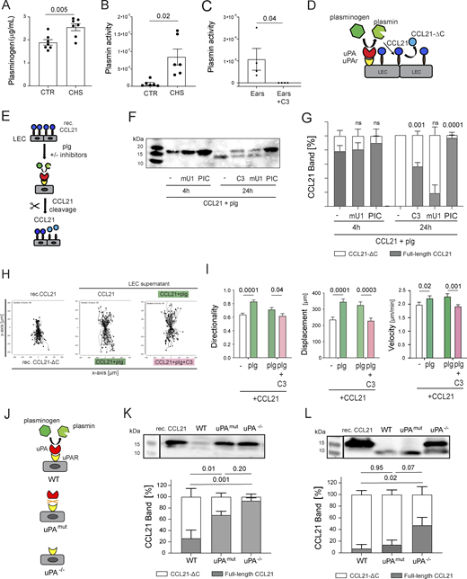 LECs activate plasminogen to plasmin, thereby generating CCL21-ΔC with enhanced chemotactic activity. (A and B) Quantification of (A) plasminogen and (B) plasmin activity in tissue protein extracts generated from CTR or CHS-inflamed ear skin. n = 6–7 mice per condition. (C) CTR experiment with CHS-inflamed ears documenting that the plasmin activity observed in C can be completely blocked in presence of the plasmin inhibitor C3. (D) Schematic depiction of the experimental hypothesis: Inflammation leads to enhanced extravasation of plasminogen. uPA bound to uPAR on CCL21-secreting LECs converts plasminogen to plasmin, thereby inducing CCL21 cleavage into CCL21-ΔC. (E–G)In vitro CCL21 cleavage experiment: (E) Schematic depiction of the experiment: immortalized LECs were incubated with recombinant CCL21 (100 nM) and plasminogen (20 nM) for 4 h or 24 h at 37°C in absence or presence of the plasmin inhibitor C3, mU1, or PIC. Supernatants were analyzed by western blot for CCL21. (F) Representative western blot of the cell culture supernatant at indicated time points and conditions and (G) quantification of the full-length CCL21 (gray) and CCL21-ΔC (white) relative band percentage. Pooled data from n = 4 independent experiments. Mean ± SEM, one-way ANOVA, and P values are relative to the “plg only” condition. (H and I) Cell culture supernatants generated as in E were evaluated in a 3D collagen migration assay. Recombinant human CCL21 and CCL21-ΔC were used as positive CTRs (H) Cell trajectory plots of migrating BMDCs’ migratory tracks in response to the stimuli applied on either side of the collagen channel. (I) Quantification of DC directionality, displacement, and velocity in response to the stimuli applied. Pooled data from n = 2 independent experiments with a total of n = 40–50 tracks analyzed per condition. Mean ± SEM, unpaired Student's t test for each comparison. (J–L) Analysis of the CCL21 cleavage activity of LECs isolated from uPA−/− mice or mice with defective uPA binding to uPAR (uPAmut) (J) Schematic illustration of the three genotypes investigated. (K and L) Representative western blot of the cell culture supernatants after (K) 4 h and (L) 24 h of incubation (top) and quantification of the full-length CCL21 (gray) and CCL21-ΔC (white) relative band percentage (bottom). Pooled data from n = 5 independent experiments. Mean ± SEM, one-way ANOVA, and Source data are available for this figure: SourceData F4. plg, plasminogen. Refer to the image caption for details.