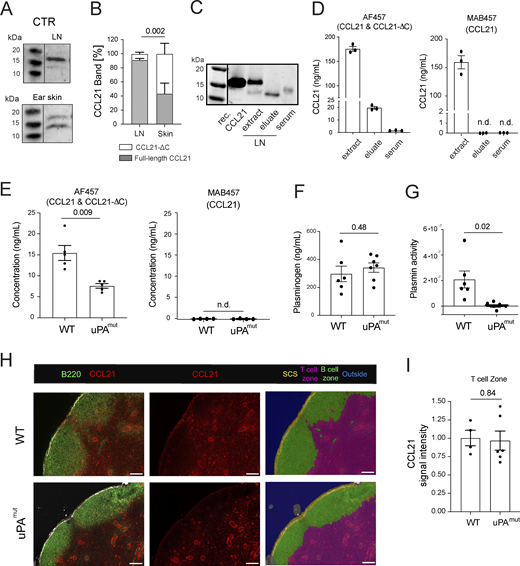 Blockade of uPA results in reduced CCL21-ΔC levels in skin-dLNs. (A and B) Western blot–based comparison of CCL21 proteoforms in steady-state LNs and ear skin. (A) Representative western blots performed on tissue protein extracts and (B) and quantification of the full-length CCL21 (gray) and CCL21-ΔC (white) relative band percentages. Pooled data from n = 4 western blots from independent experiments. (C) Representative western blot of CCL21 performed on LN extracts, LN eluates, and serum. (D) ELISA-based quantification of full-length CCL21 and CCL21-ΔC present in LN extracts, LN eluates, or serum. Antibody clone MAB457 detects full-length CCL21 only, whereas clone AF457 detects both full-length CCL21 and CCL21-ΔC. Data from n = 3 mice are shown. n.d., not detected. (E) ELISA-based quantification of full-length CCL21 and CCL21-ΔC present in LN eluates from WT and uPAmut mice. Data from n = 4–5 mice are shown, Student’s t test. n.d., not detected. (F and G) Protein extracts were prepared from LNs of PBS-perfused WT and uPAmut mice and used for ELISA-based quantification of (F) plasminogen and (G) assessment of plasmin activity (colorimetric assay). Pooled data from n = 6 mice per group are shown as mean ± SEM. Student’s t test. (H and I) Analysis of CCL21 levels in LNs of WT and uPAmut mice. Freshly cut LN sections were immediately (i.e., without fixation/permeabilization) stained for B220 (B cell follicles), LYVE-1, and CCL21. Images were subjected to AI-based tissue segmentation for differentiating between the T cell zone and B cell follicles/SCS. (H) Representative images from the immunofluorescent staining performed on LNs of WT and uPAmut mice. Scale bar: 100 μm. (I) Quantification of CCL21 staining intensity observed in the T cell zone. Each dot represents data from a stained auricular LN of one mouse (average of 4–6 images per LN). Student’s t test. Source data are available for this figure: SourceData F8.