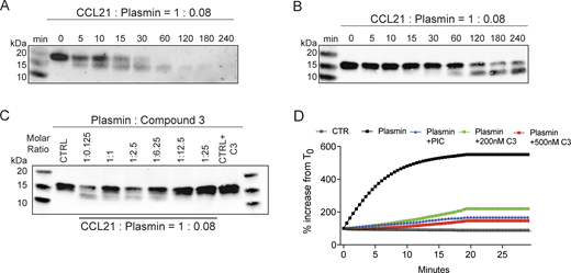 In vitro assays demonstrating CCL21 cleavage by plasmin. (A and B) Western blot analysis of (A) human and (B) murine CCL21 cleavage after incubation with recombinant plasmin with a fixed molar ratio of 1:0.08 for increasing times at 37°C, as indicated in the figure. (C) Dose titration of the plasmin inhibitor C3 to a fixed molar ratio of murine CCL21:plasmin (1:0.08) and incubation for up to 4 h, as indicated in the figure. Representative western blots of n = 2 (A) or n = 3 (B and C) experiments are shown. (D) Fluorometric plasmin activation assay, with indicated plasmin (12 μM) and inhibitor concentrations. The % increase from T0 (0 min) is depicted. PIC: broad spectrum protease inhibitor. Representative results of n = 3 independent experiments are shown. Source data are available for this figure: SourceData FS1.