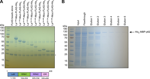 Recombinant protein purification. (A) Coomassie-stained SDS-PAGE gel showing anti-FLAG–bound full-length and truncated La proteins prior to elution using 3xFLAG peptide. Asterisks (*) indicate anti-FLAG antibody fragments that were eluted from the resin upon denaturing elution with 1X Laemmli buffer (reducing). (B) Coomassie-stained SDS-PAGE gel showing the purification of recombinant p62. Source data are available for this figure: SourceData FS3.