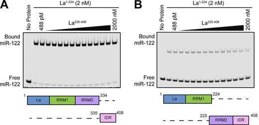 Competition EMSAs between truncated La proteins. (A) EMSA with 5′ fluorescently labeled miR-122, 2 nM La1–334, and increasing concentrations of La335–408. La335–408 was titrated from 448 pM to 2 µM. miR-122 migration was detected using in-gel fluorescence. (B) EMSA with 5′ fluorescently labeled miR-122, 2 nM La1–224, and increasing concentrations of La225–408. La225–408 was titrated from 448 pM to 2 µM. miR-122 migration was detected using in-gel fluorescence. Source data are available for this figure: SourceData FS4.