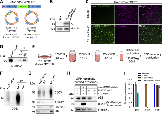 p62 is secreted within the lumen of immunoisolated exosomes. (A) Domain architecture and schematic illustrating the membrane topology of HA-CD63-mEGFPECL1 when inserted into the limiting membrane of endosomes (left) and exosomes (right). mEGFP should be quenched within the acidic lumen of late endosomes. (B) Immunoblot analysis of MDA-MB-231 cells expressing HA-CD63-mEGFPECL1. (C) Fluorescence microscopy of MDA-MB-231 cells expressing HA-CD63-mEGFPECL1 upon treatment with either DMSO or BafA1 (100 nM) for 16 h. Green: HA-CD63-mEGFPECL1; magenta: LysoTracker. (D) Immunoblot analysis of a PNS input and late endosome IPs from lysed HA-CD63-mEGFPECL1 cells. (E) Schematic illustrating the procedure to immunoisolate exosomes from HA-CD63-mEGFPECL1 cells. (F) Immunoblot analysis of a HSP input and exosome IPs from the conditioned medium of HA-CD63-mEGFPECL1 cells. (G) Immunoblot analysis of an extracellular HSP input, flow-through, and anti-GFP IPs from the conditioned medium of HA-CD63-mEGFPECL1 cells. (H) Immunoblot analysis of proteinase K protection assays performed on immunoisolated exosomes to assess whether the indicated proteins are sequestered within the lumen of exosomes. TAMRA-labeled α-synuclein was added as an extravesicular spike to confirm complete proteolysis. (I) Quantification of the proteinase K protection experiments from Fig. 4 H (n = 3). Source data are available for this figure: SourceData F4. Refer to the image caption for details.