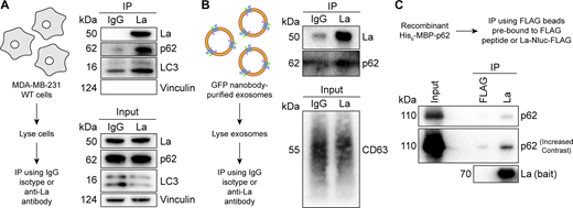 La interacts with p62 in cells, in immunoisolated exosomes, and in vitro. (A) Immunoblot analysis of PNS inputs and IPs from lysed MDA-MB-231 cells. (B) Immunoblot analysis of exosome inputs and IPs from lysed exosomes isolated from the conditioned medium of MDA-MB-231 HA-CD63-mEGFPECL1 cells. (C) Immunoblot analysis of recombinant protein input and IPs from a La/p62 in vitro–binding assay. Source data are available for this figure: SourceData F5. Refer to the image caption for details.